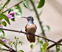 thumb_Amazilia Hummingbird
